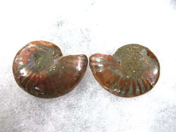 General Cretaceous Age Ammonite Pair Fossils From Madagascar For Sale #73a