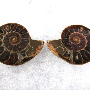 General Cretaceous Age Ammonite Pair Fossils From Madagascar For Sale #74