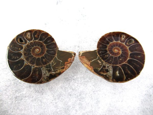 General Cretaceous Age Ammonite Pair Fossils From Madagascar For Sale #74