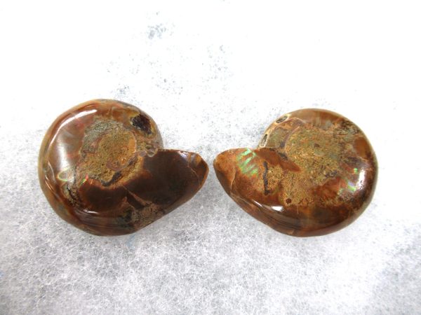 General Cretaceous Age Ammonite Pair Fossils From Madagascar For Sale #74a