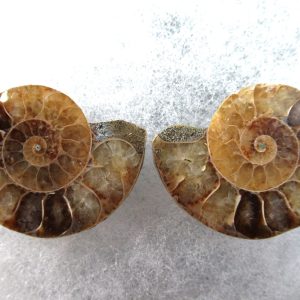 General Cretaceous Age Ammonite Pair Fossils From Madagascar For Sale #75