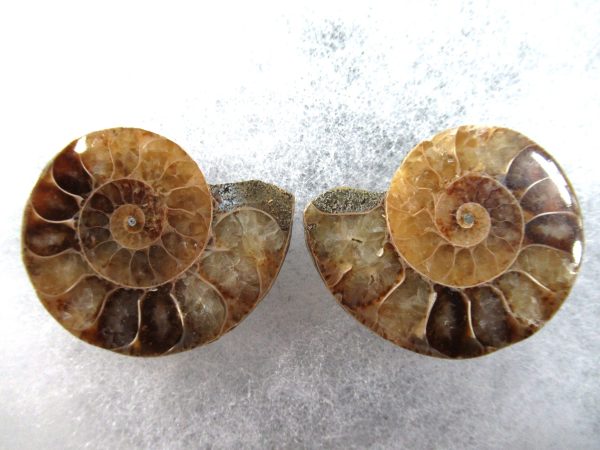 General Cretaceous Age Ammonite Pair Fossils From Madagascar For Sale #75