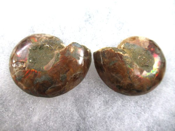 General Cretaceous Age Ammonite Pair Fossils From Madagascar For Sale #75a