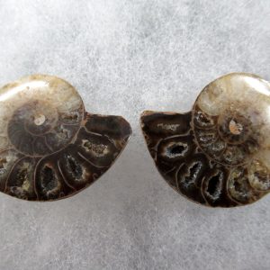 General Cretaceous Age Ammonite Pair Fossils From Madagascar For Sale #76