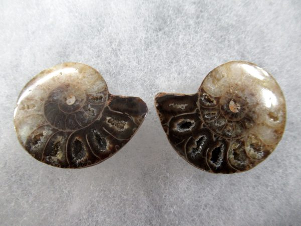 General Cretaceous Age Ammonite Pair Fossils From Madagascar For Sale #76