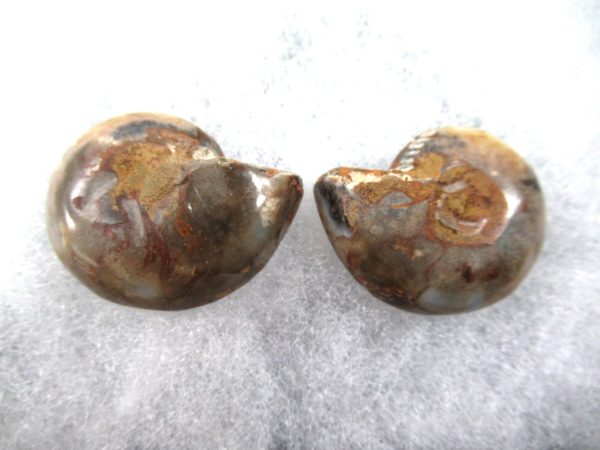 General Cretaceous Age Ammonite Pair Fossils From Madagascar For Sale #76a