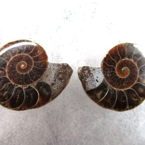 General Cretaceous Age Ammonite Pair Fossils From Madagascar For Sale #77