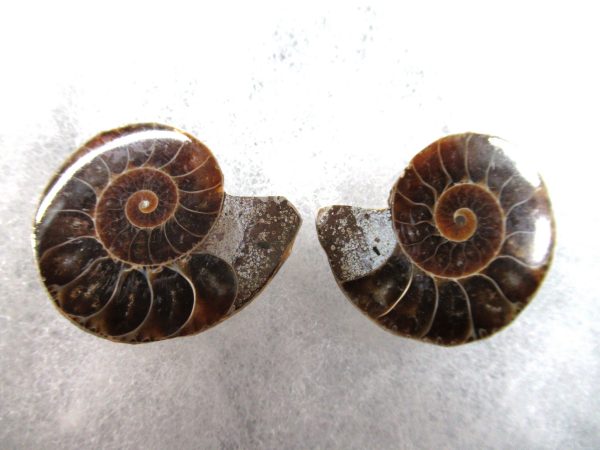 General Cretaceous Age Ammonite Pair Fossils From Madagascar For Sale #77