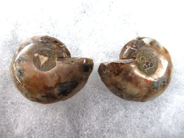 General Cretaceous Age Ammonite Pair Fossils From Madagascar For Sale #77a