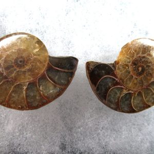 General Cretaceous Age Ammonite Pair Fossils From Madagascar For Sale #78