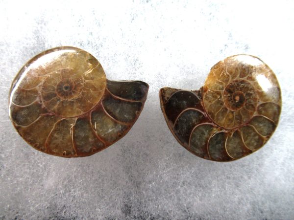 General Cretaceous Age Ammonite Pair Fossils From Madagascar For Sale #78