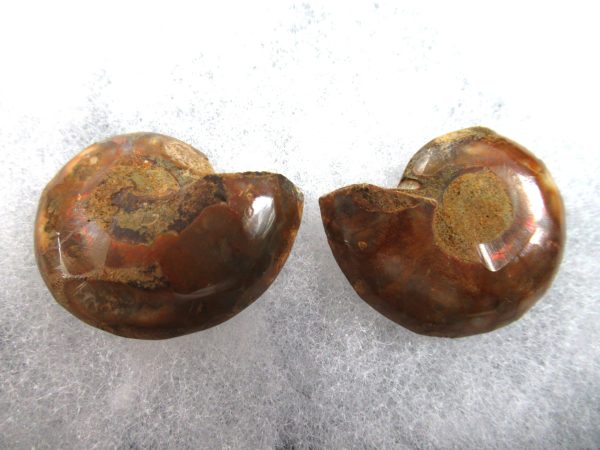 General Cretaceous Age Ammonite Pair Fossils From Madagascar For Sale #78a