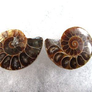 General Cretaceous Age Ammonite Pair Fossils From Madagascar For Sale #79