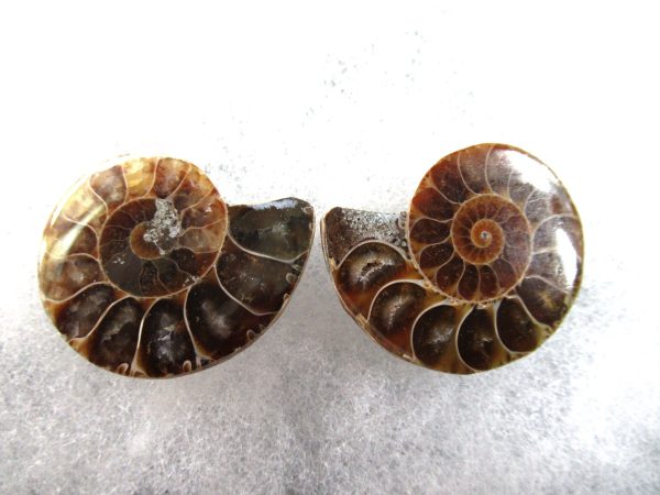 General Cretaceous Age Ammonite Pair Fossils From Madagascar For Sale #79