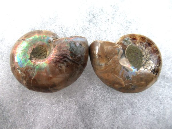 General Cretaceous Age Ammonite Pair Fossils From Madagascar For Sale #79a