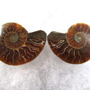 General Cretaceous Age Ammonite Pair Fossils From Madagascar For Sale #80