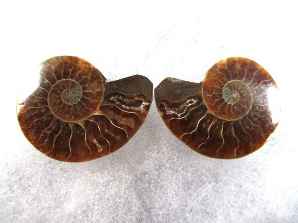 General Cretaceous Age Ammonite Pair Fossils From Madagascar For Sale #80