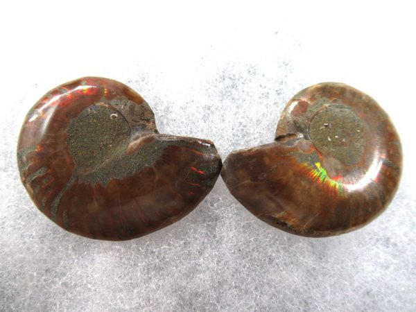 General Cretaceous Age Ammonite Pair Fossils From Madagascar For Sale #80a