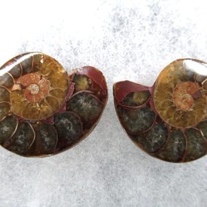 General Cretaceous Age Ammonite Pair Fossils From Madagascar For Sale #81