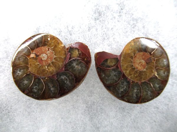 General Cretaceous Age Ammonite Pair Fossils From Madagascar For Sale #81