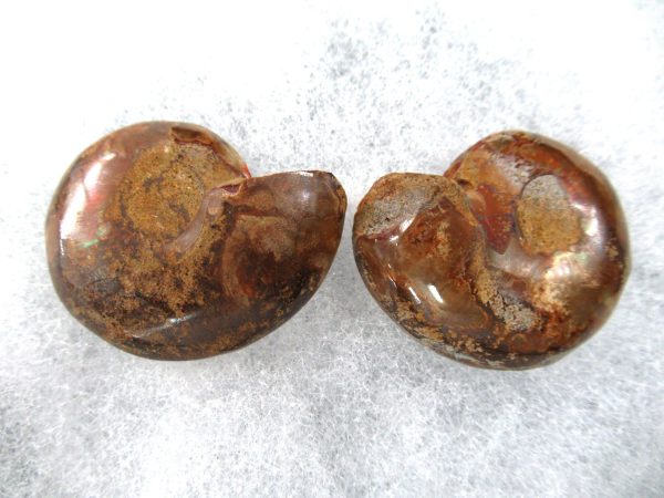 General Cretaceous Age Ammonite Pair Fossils From Madagascar For Sale #81a