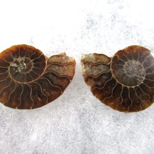 General Cretaceous Age Ammonite Pair Fossils From Madagascar For Sale #82