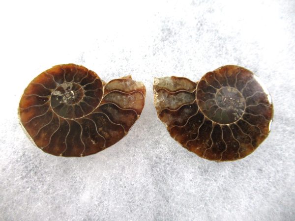 General Cretaceous Age Ammonite Pair Fossils From Madagascar For Sale #82