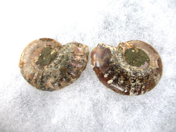 General Cretaceous Age Ammonite Pair Fossils From Madagascar For Sale #82a