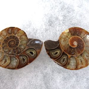 General Cretaceous Age Ammonite Pair Fossils From Madagascar For Sale #83