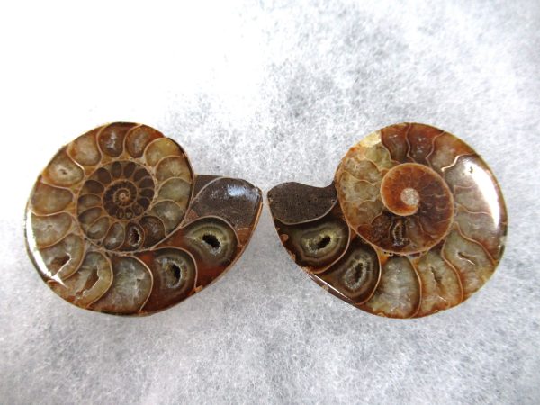 General Cretaceous Age Ammonite Pair Fossils From Madagascar For Sale #83