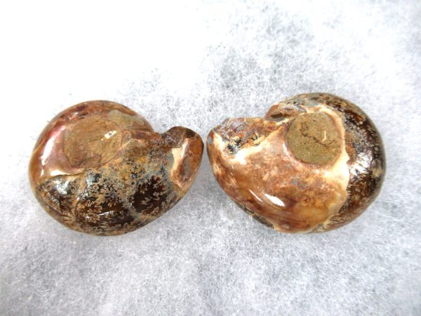 General Cretaceous Age Ammonite Pair Fossils From Madagascar For Sale #83a