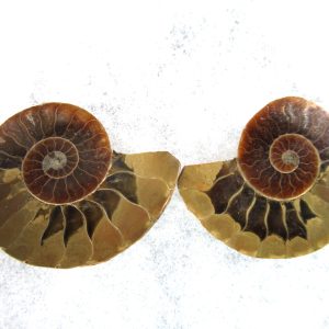 General Cretaceous Age Ammonite Pair Fossils From Madagascar For Sale #84