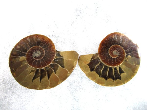 General Cretaceous Age Ammonite Pair Fossils From Madagascar For Sale #84