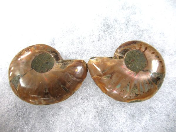 General Cretaceous Age Ammonite Pair Fossils From Madagascar For Sale #84a