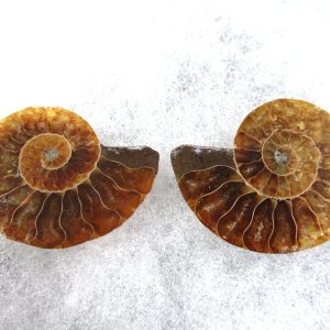 General Cretaceous Age Ammonite Pair Fossils From Madagascar For Sale #85