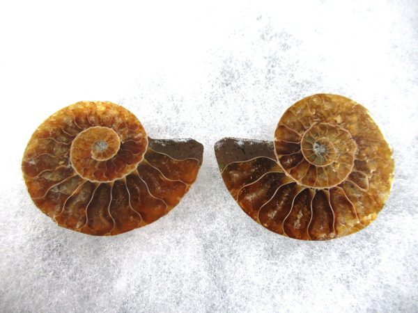 General Cretaceous Age Ammonite Pair Fossils From Madagascar For Sale #85