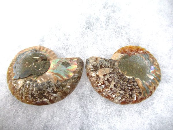 General Cretaceous Age Ammonite Pair Fossils From Madagascar For Sale #85a