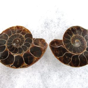 General Cretaceous Age Ammonite Pair Fossils From Madagascar For Sale #86