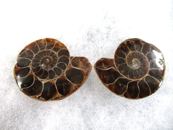 General Cretaceous Age Ammonite Pair Fossils From Madagascar For Sale #86