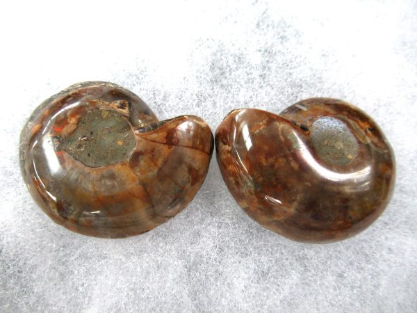 General Cretaceous Age Ammonite Pair Fossils From Madagascar For Sale #86a