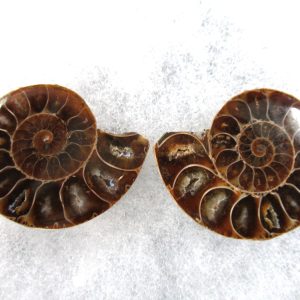 General Cretaceous Age Ammonite Pair Fossils From Madagascar For Sale #87