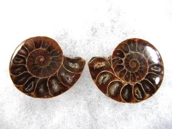 General Cretaceous Age Ammonite Pair Fossils From Madagascar For Sale #87