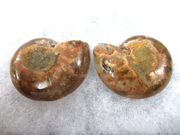 General Cretaceous Age Ammonite Pair Fossils From Madagascar For Sale #87a