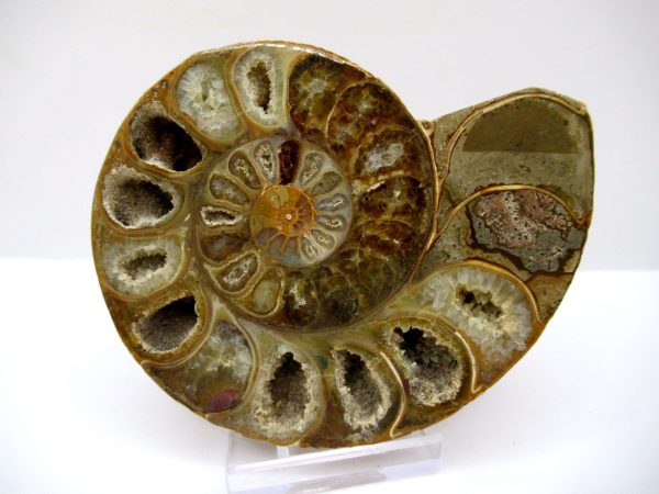 General Cretaceous Age Ammonite Pair Fossils From Madagascar For Sale #88