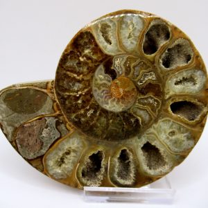 General Cretaceous Age Ammonite Pair Fossils From Madagascar For Sale #88a