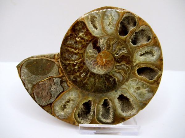 General Cretaceous Age Ammonite Pair Fossils From Madagascar For Sale #88a