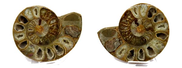 General Cretaceous Age Ammonite Pair Fossils From Madagascar For Sale #88b