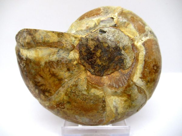 General Cretaceous Age Ammonite Pair Fossils From Madagascar For Sale #88c