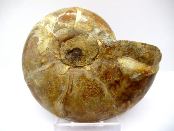 General Cretaceous Age Ammonite Pair Fossils From Madagascar For Sale #88d