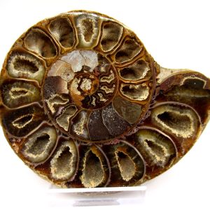 General Cretaceous Age Ammonite Pair Fossils From Madagascar For Sale #89